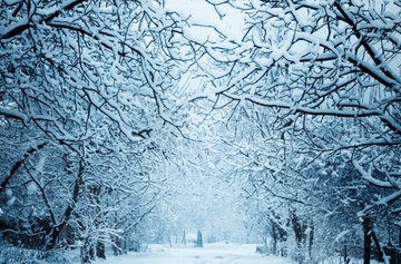 4 Health Checks for Winter